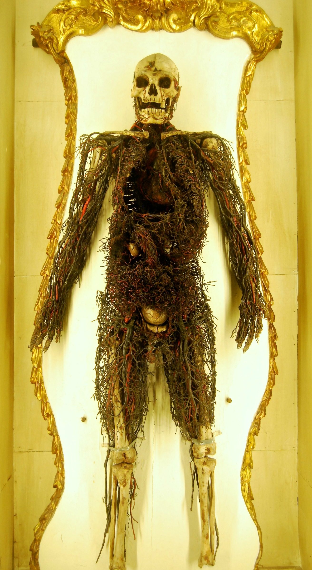 Man (Anatomical MAchines).jpg